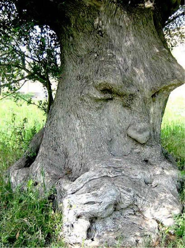 Les Arbres De La Paix Histoire Vraie L'olivier (arbre), symbole de paix - Paroisse de Colomiers - Diocèse de