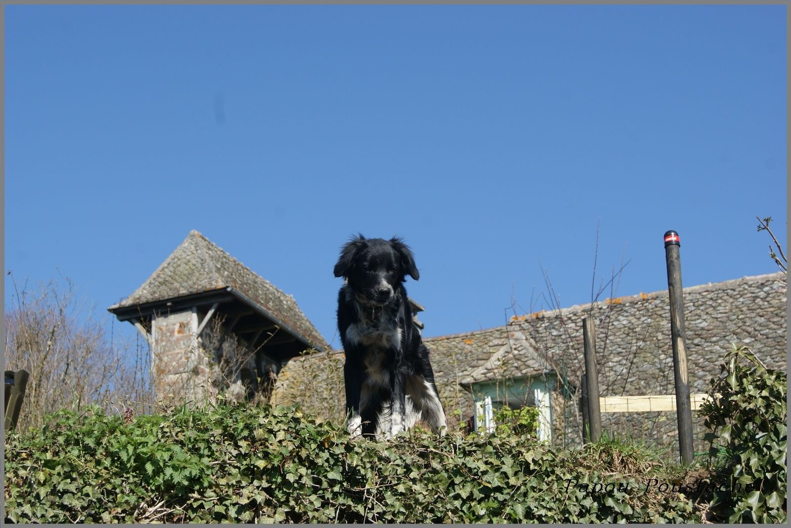 La châtaigneraie Cantalienne