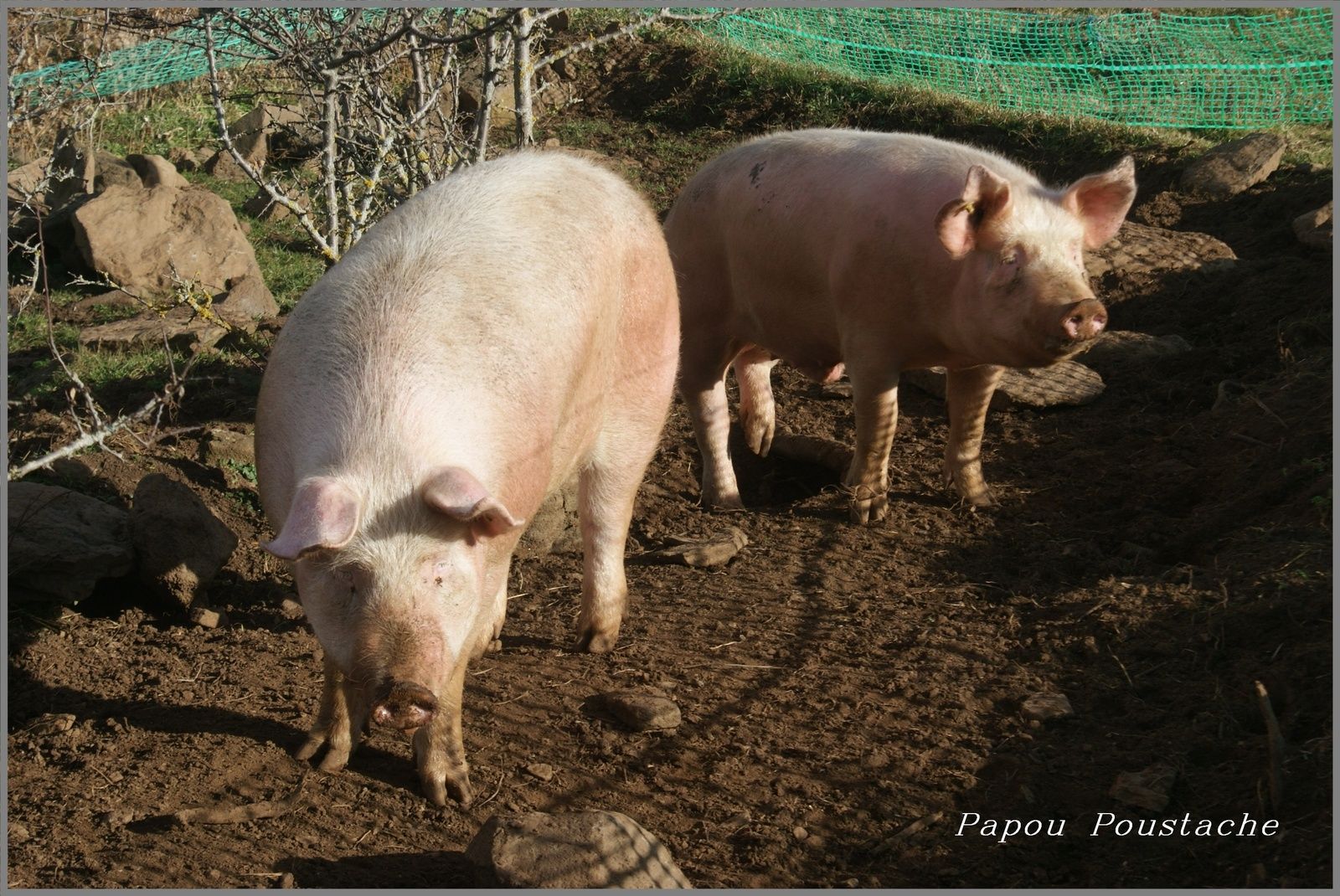 Balade autour de Chassagne 63