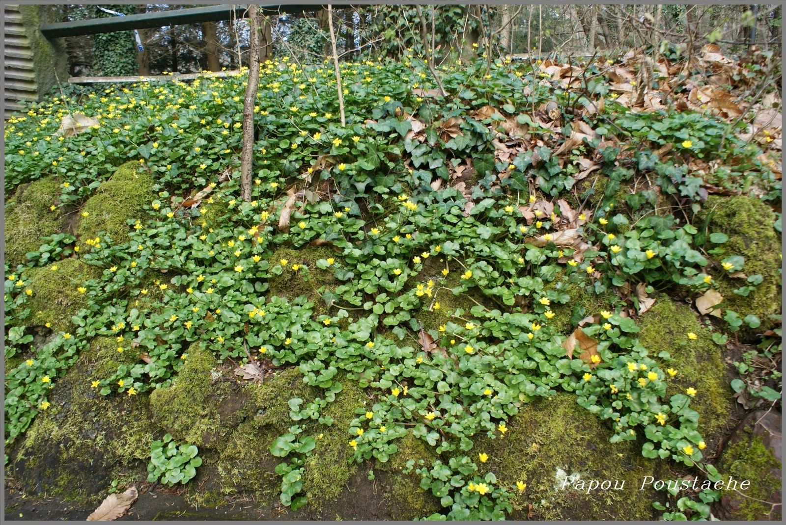 Randonnée des Cheires à Volvic