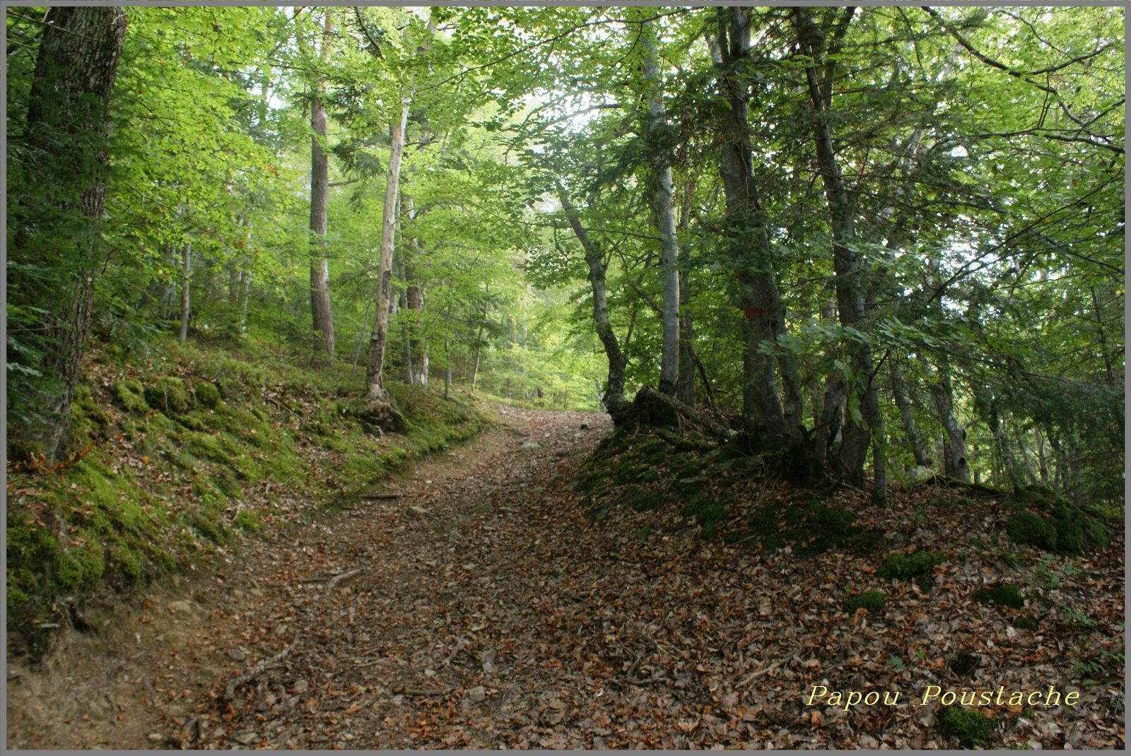 Randonnée du Brame à Arlet
