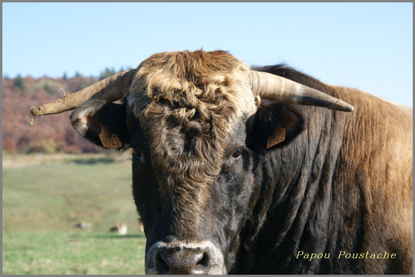 Les monts du Cantal