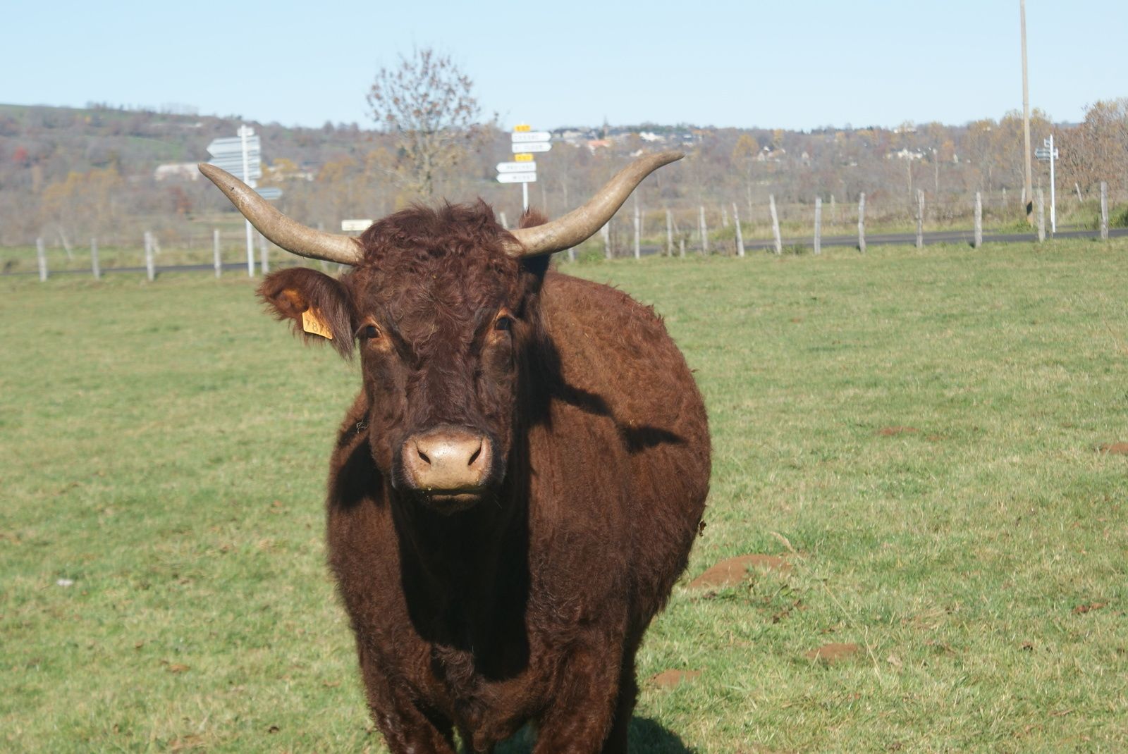 La race Salers plus qu'une vache ........un symbole