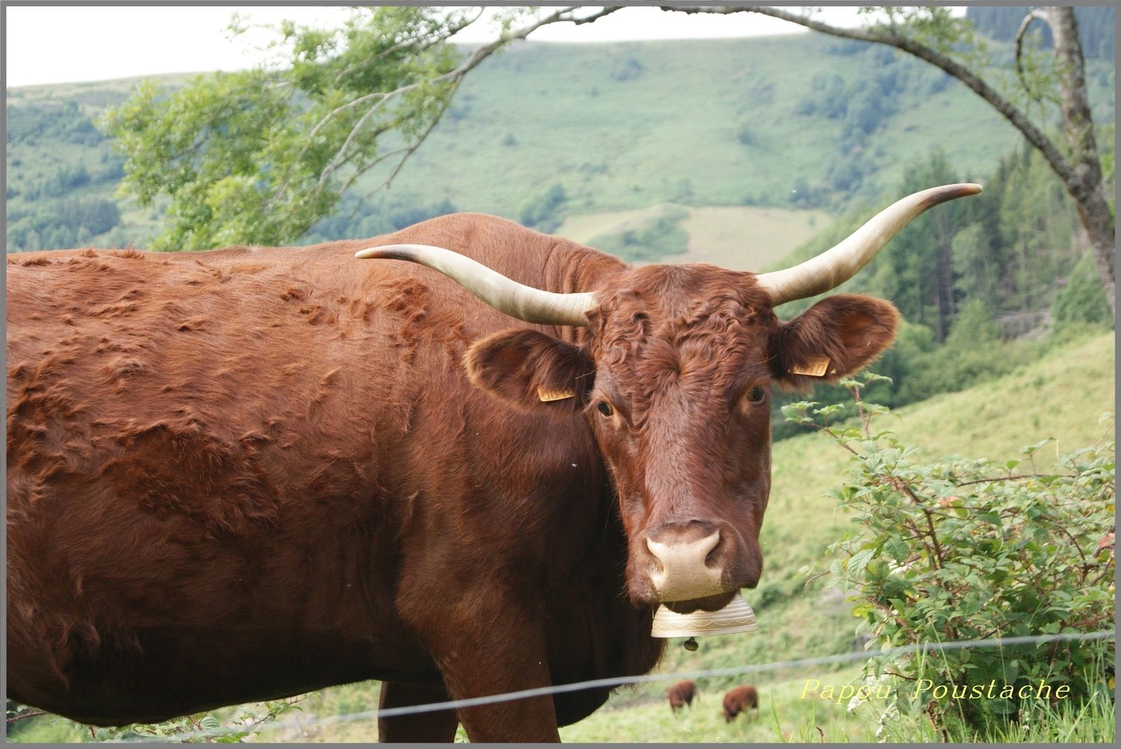 Les monts du Cantal