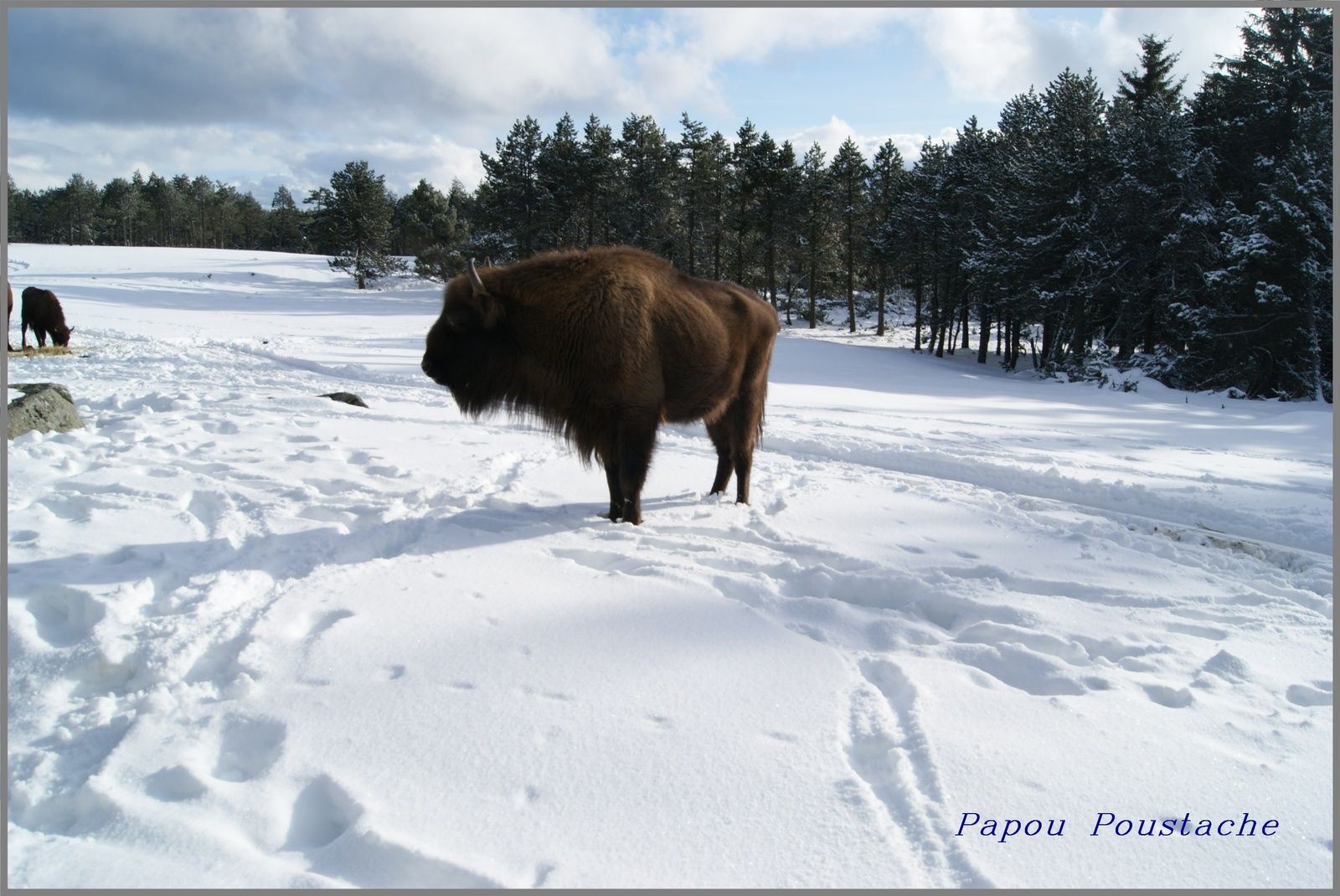 Le bison d'Europe
