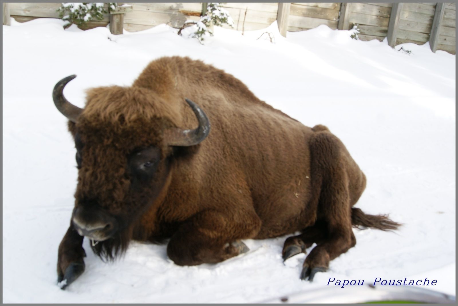 Le bison d'Europe