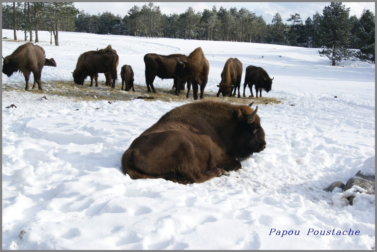 Le bison d'Europe