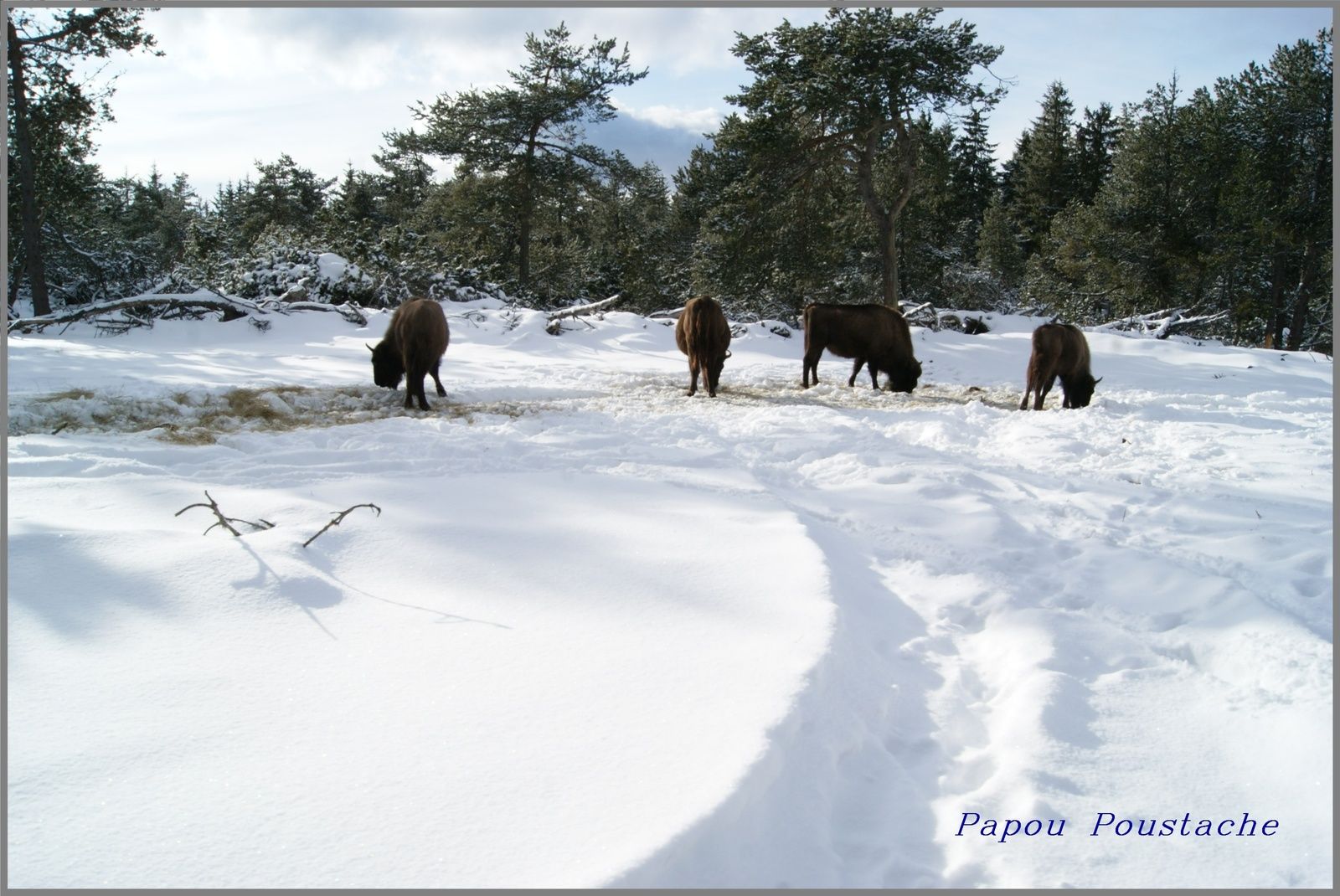 Le bison d'Europe