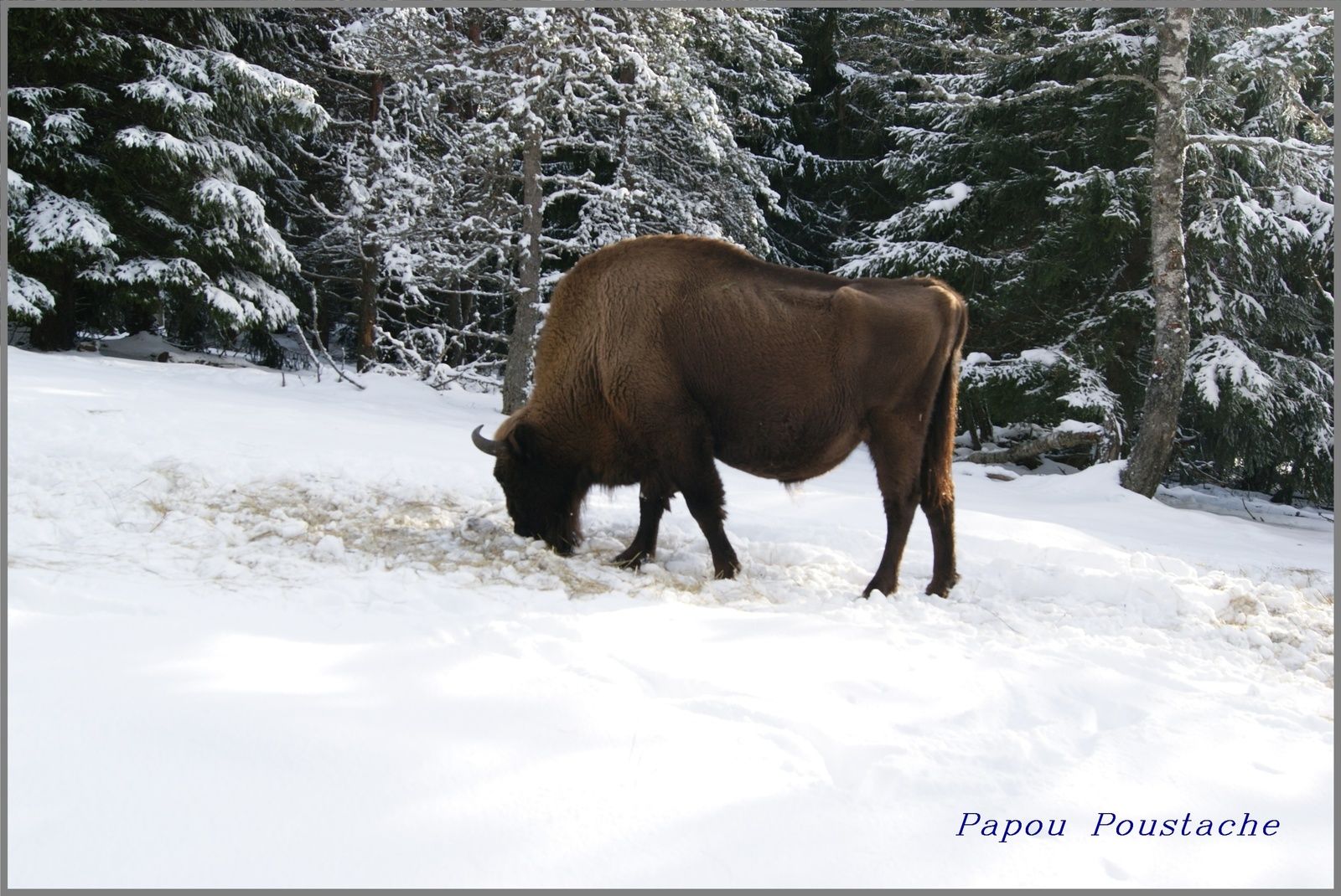 Le bison d'Europe