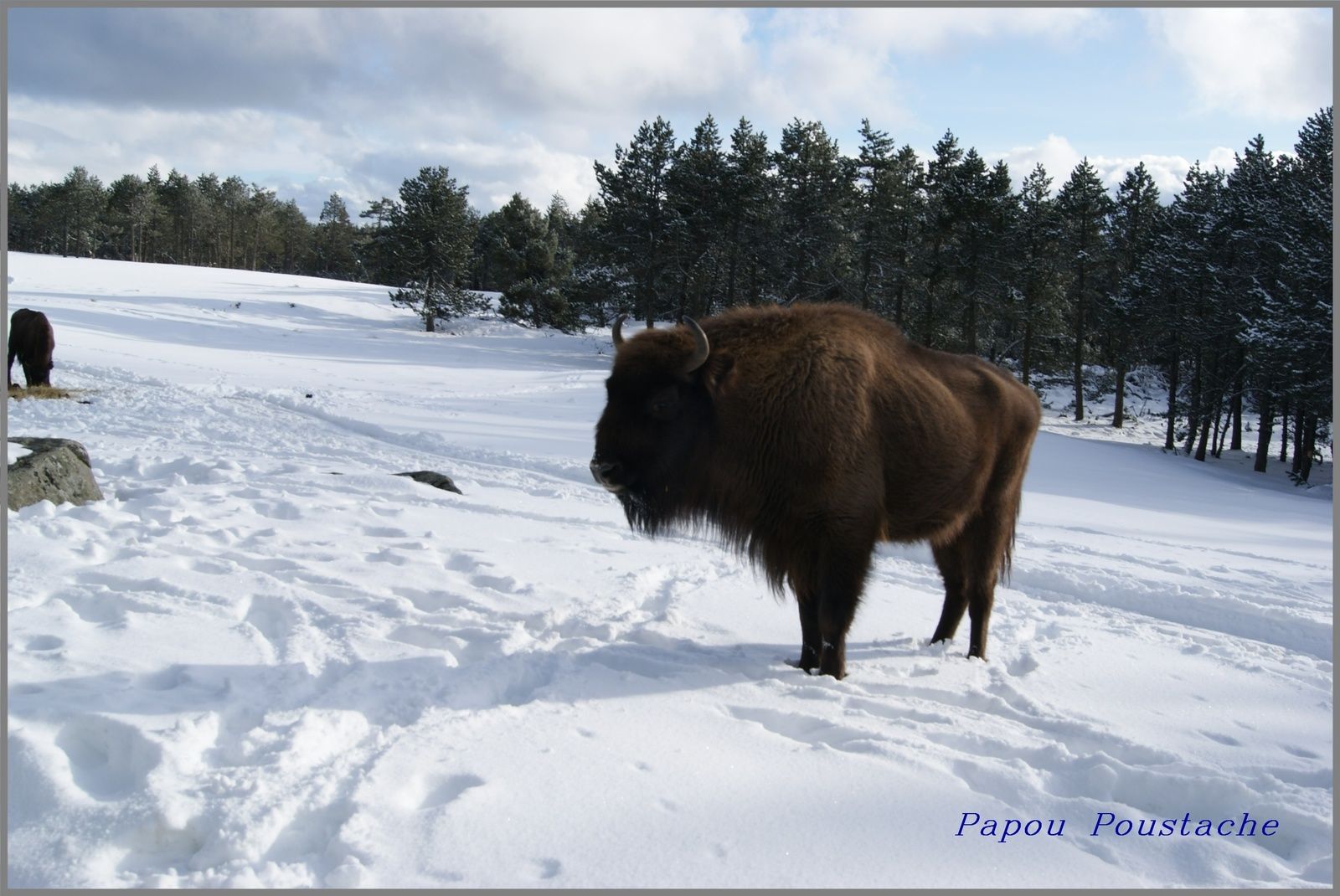 Le bison d'Europe