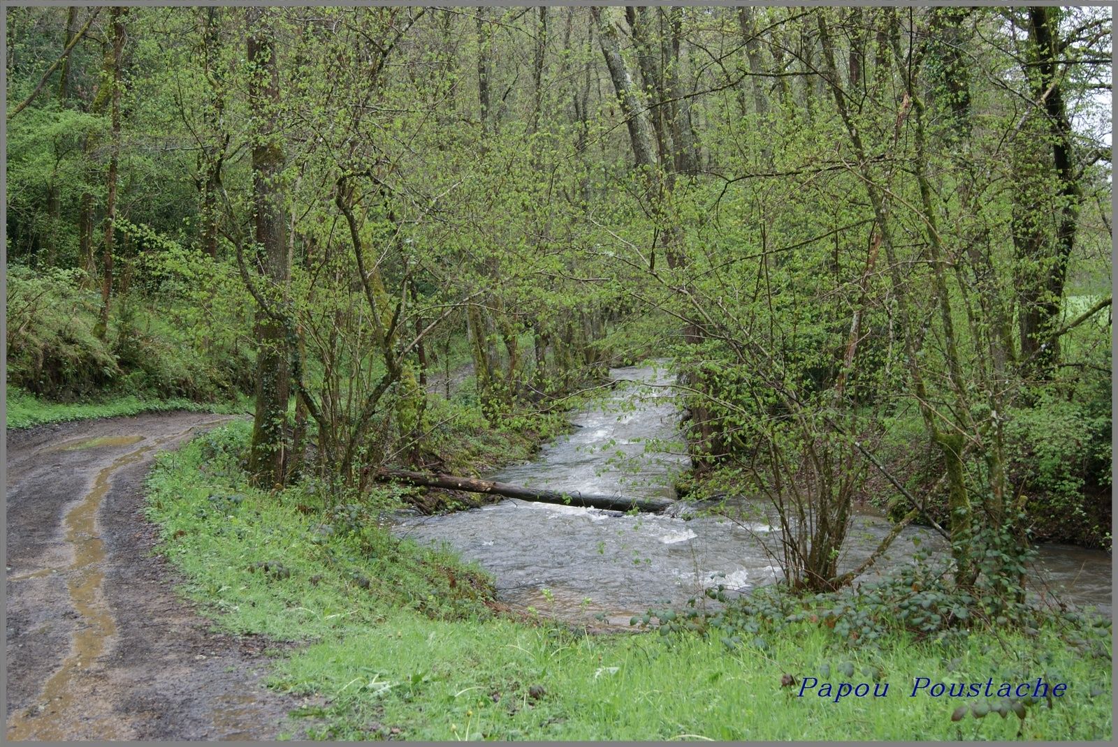 Les sources d'Auvergne: Le Say