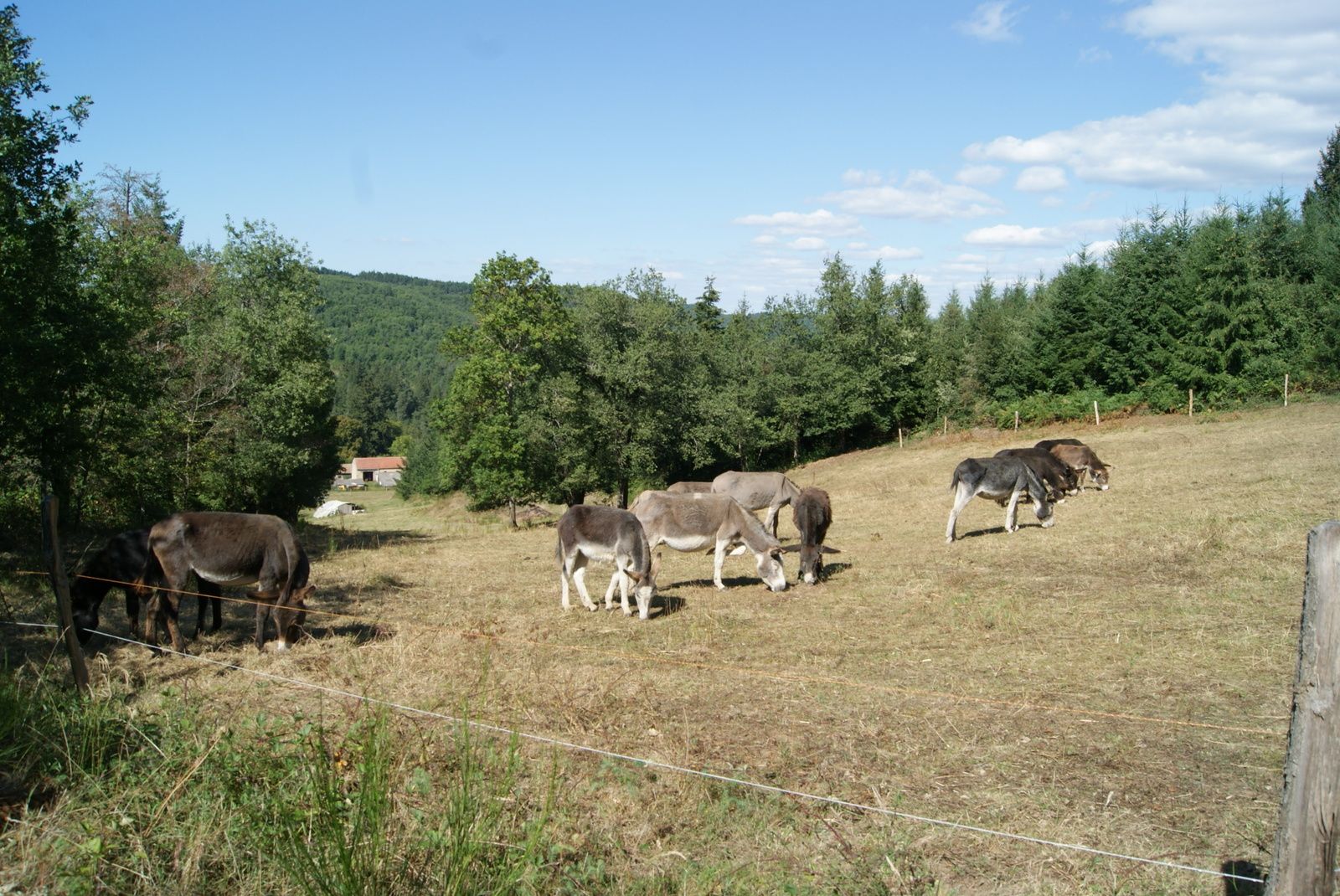 Saint Just près Brioude L'Auvergne Vue par Papou Poustache