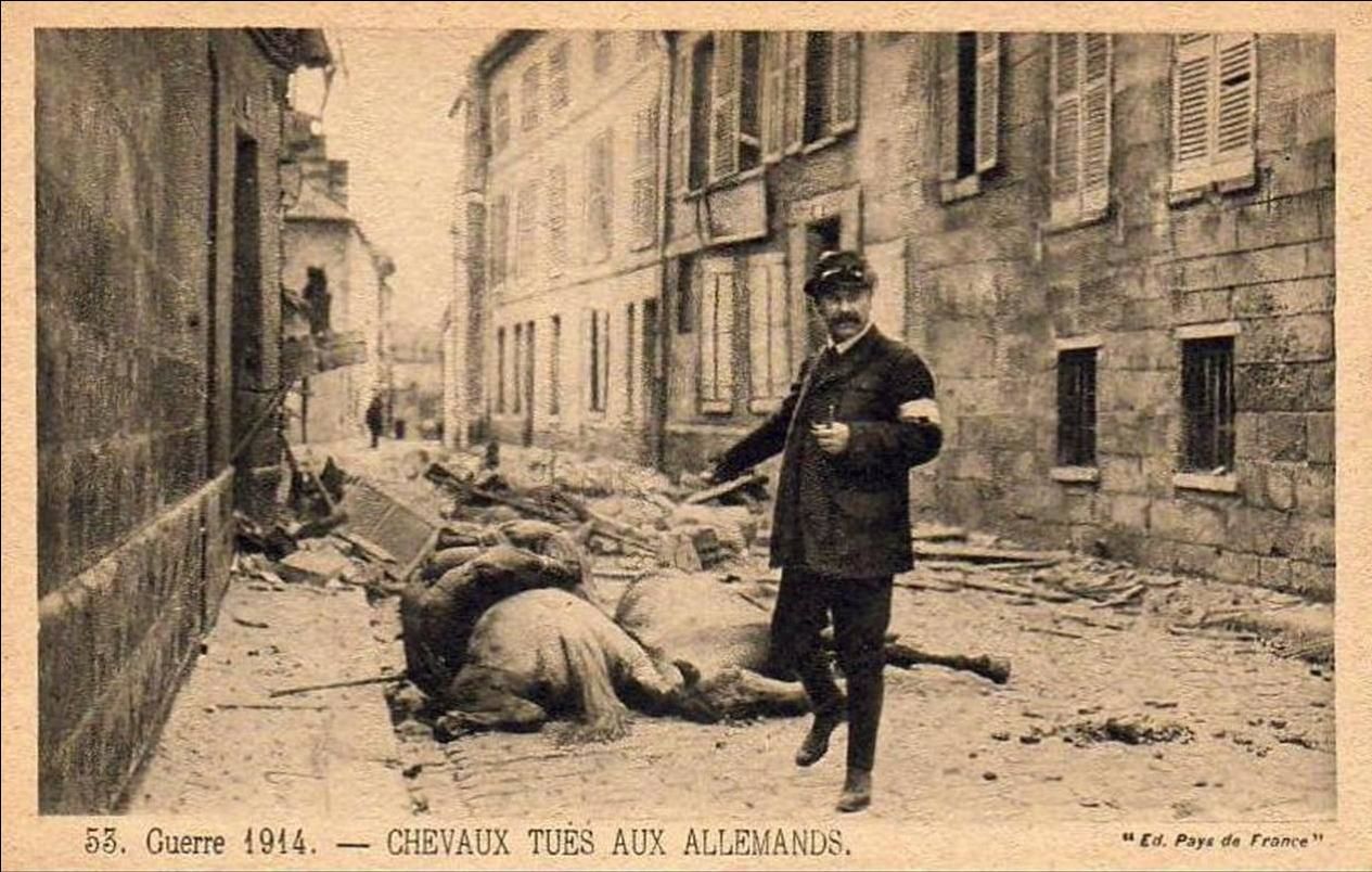Les animaux pendant la grande Guerre