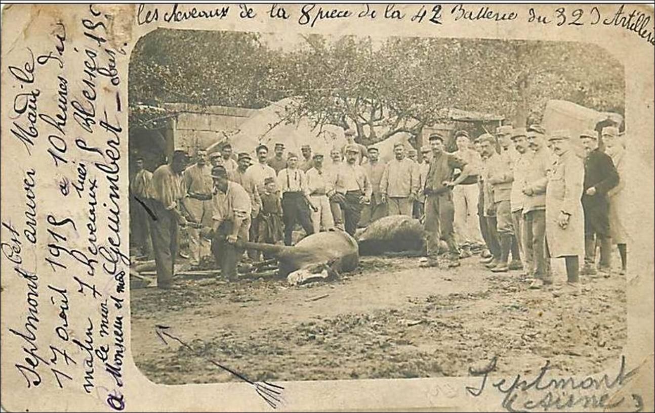 Les animaux pendant la grande Guerre