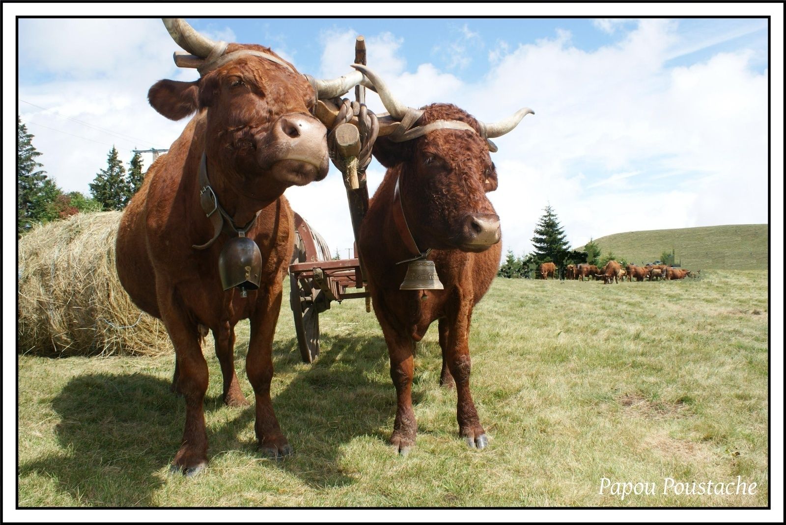 L'Auvergne à la campagne c'était ça