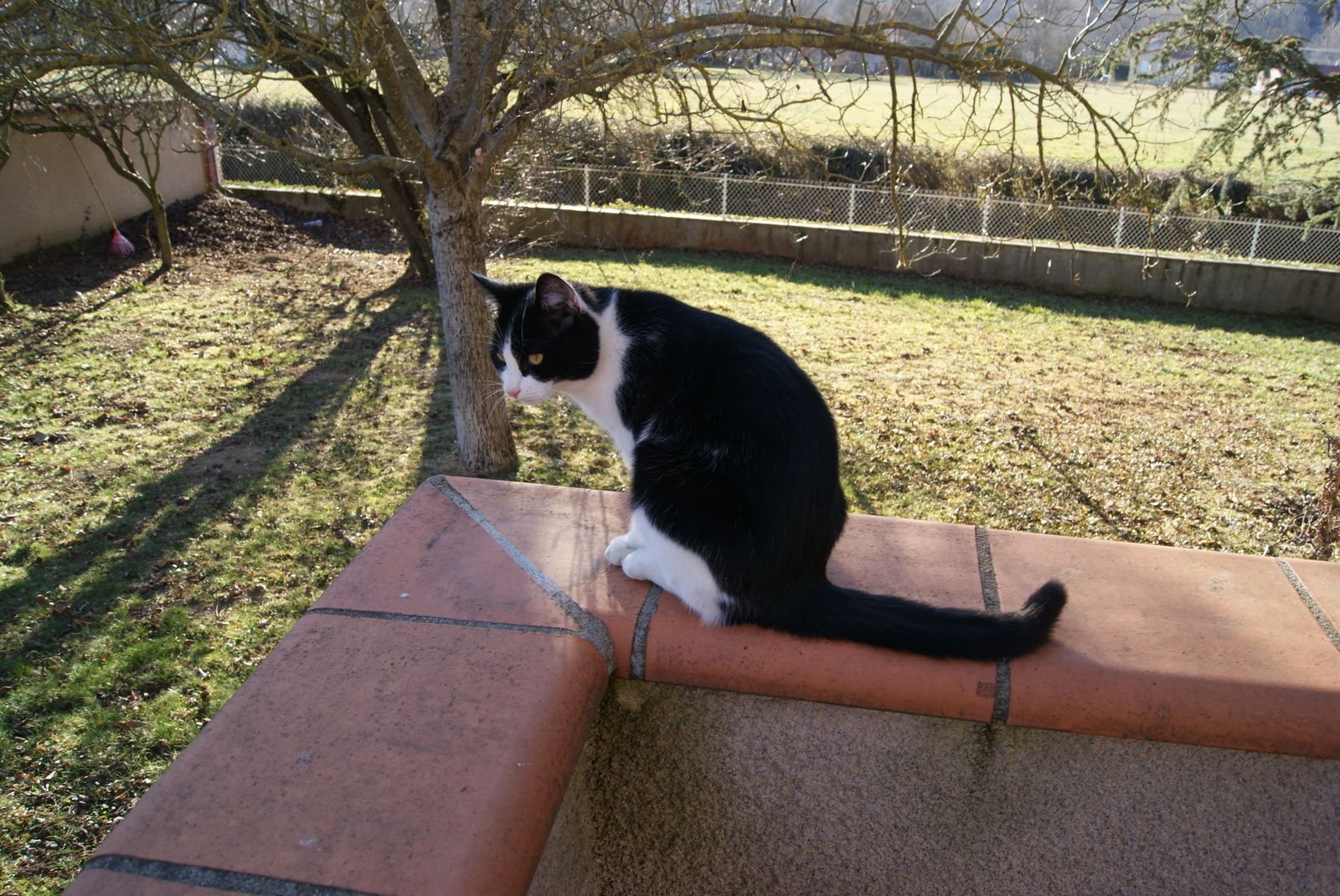 Le chat sauveur malgré lui