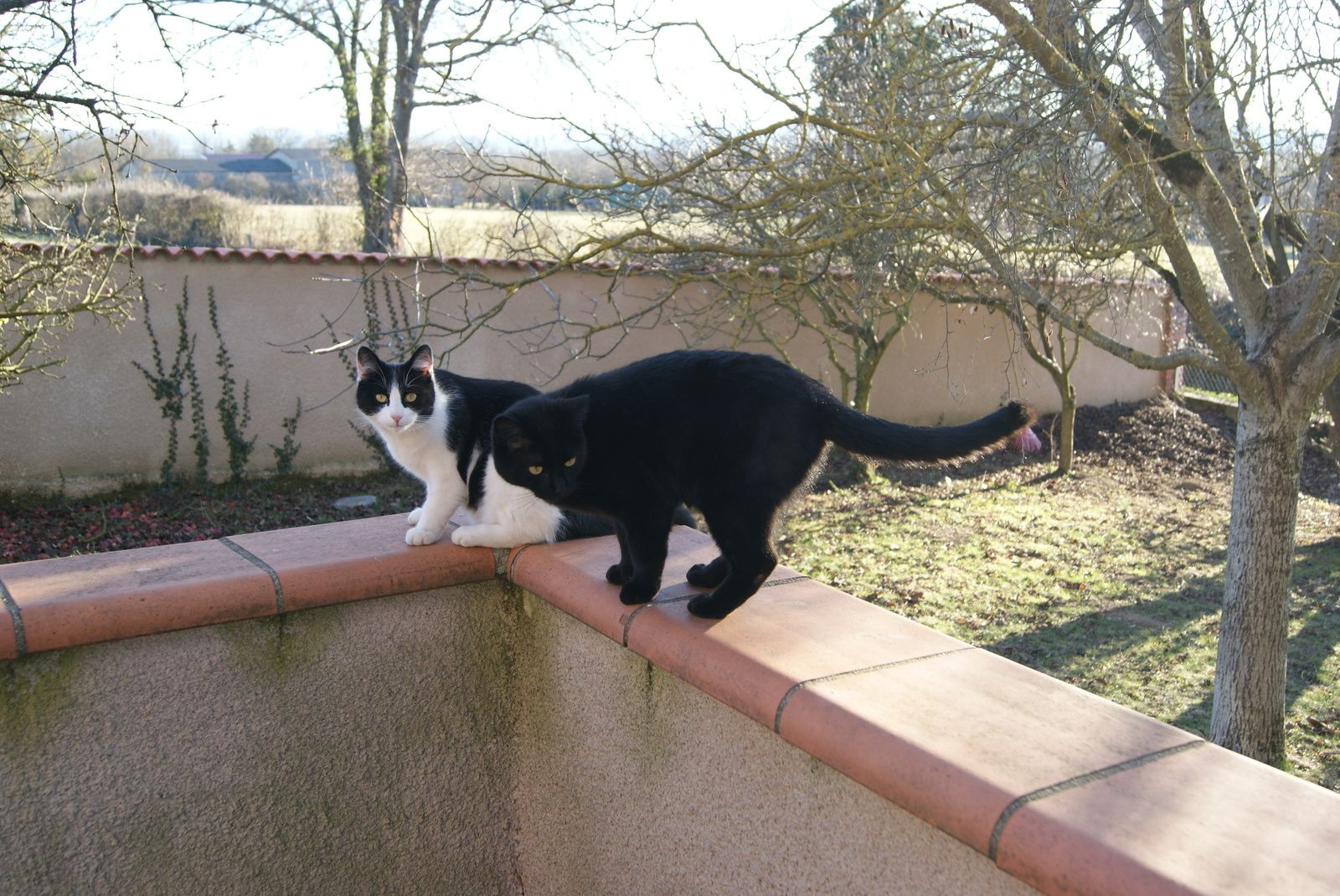 Le chat sauveur malgré lui