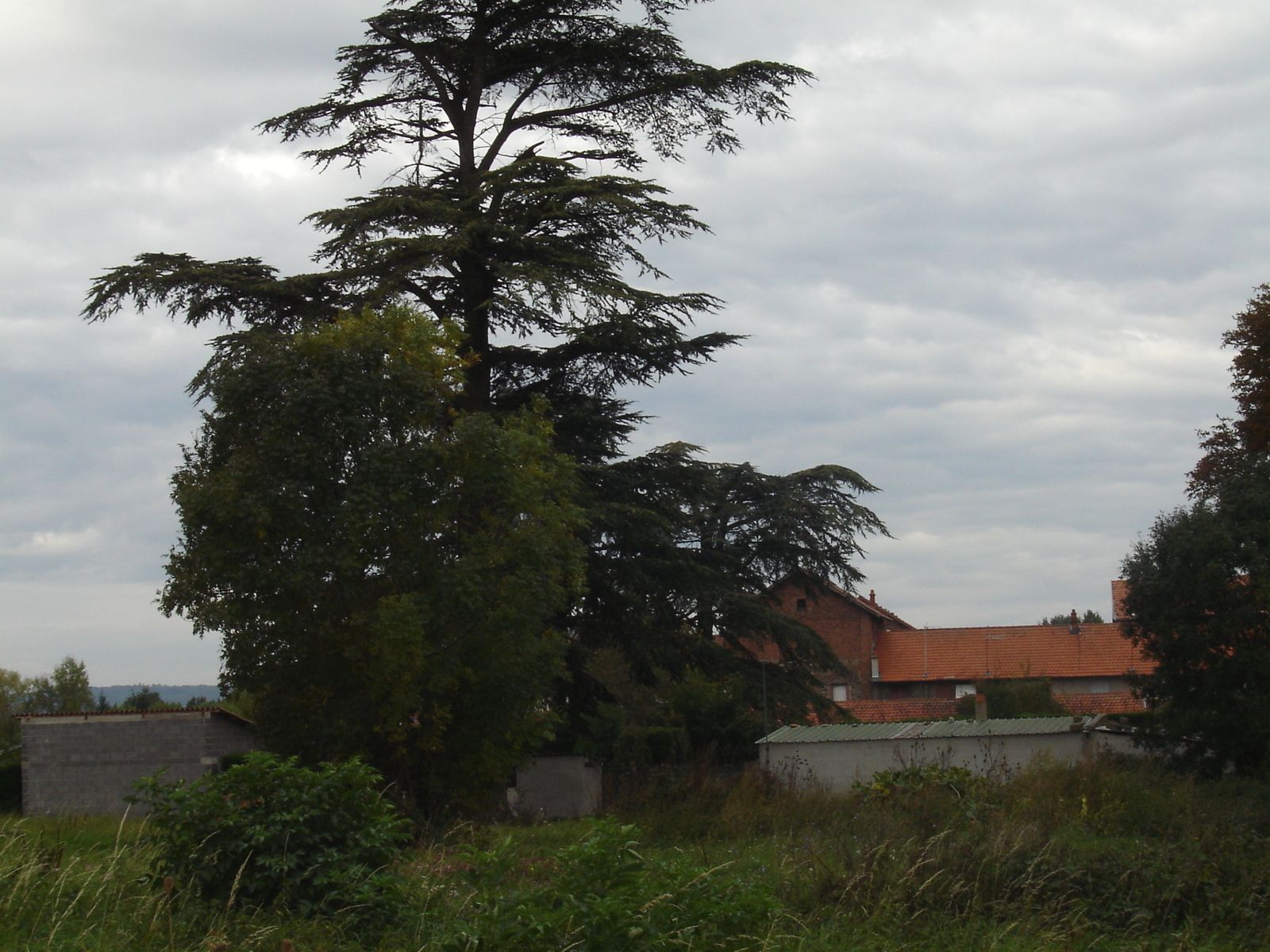 Bergoide