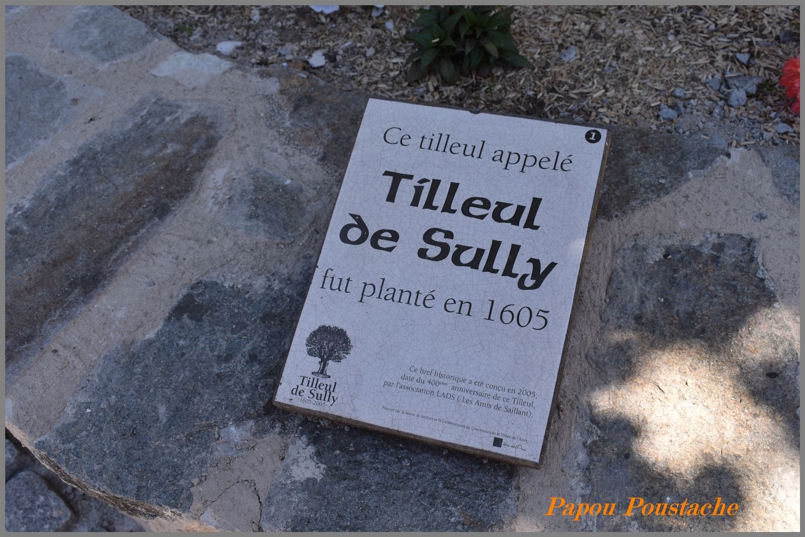 Le Tilleul de Sully