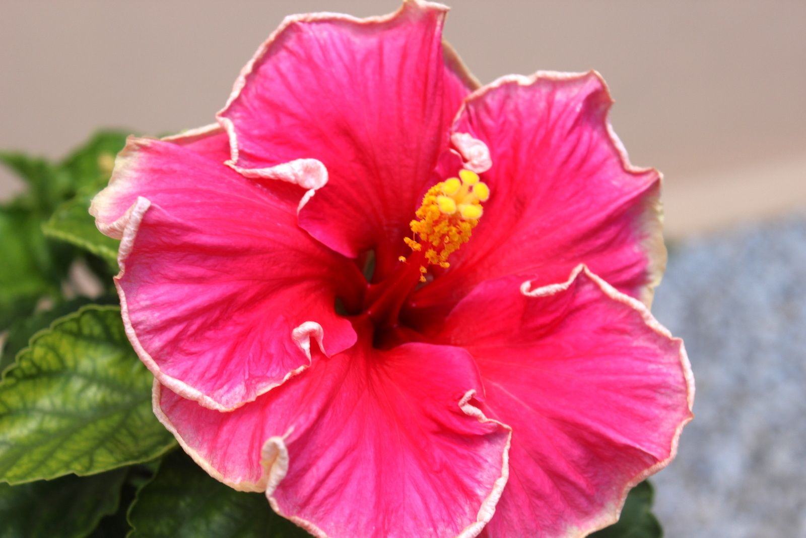 Fleur Exotique Ile Maurice Hrv49 Napanonprofits