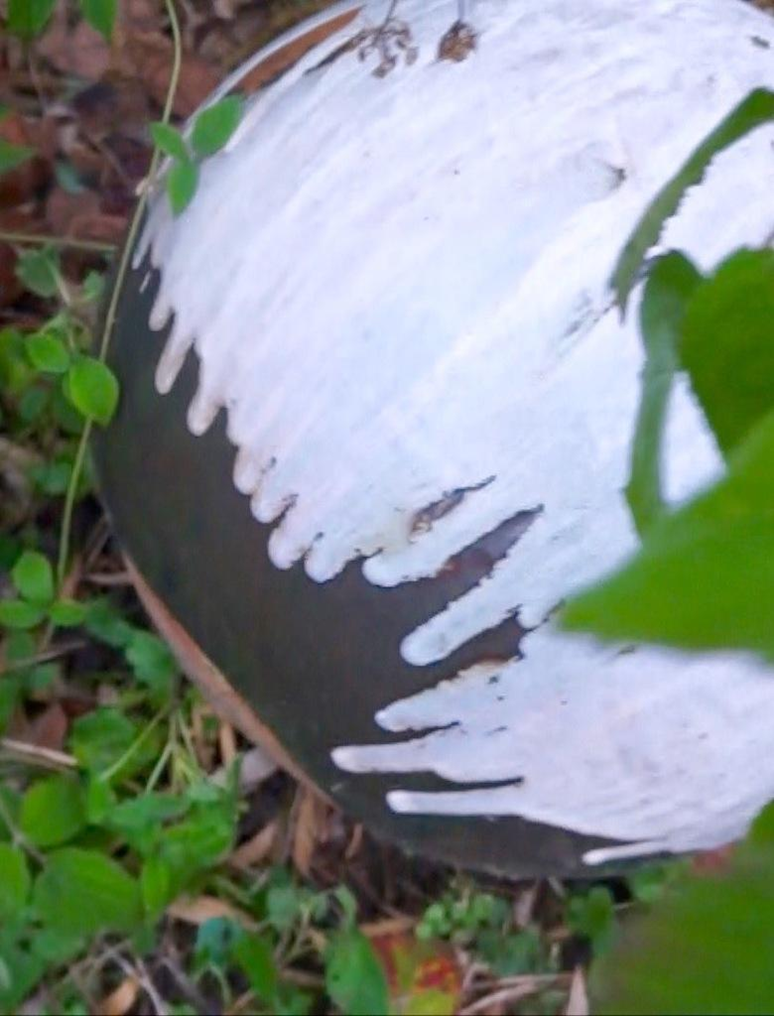 céramique cuisson au bois Claude Champy