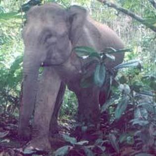 Les animaux écoutent l'impédance acoustique des explosions et implosions