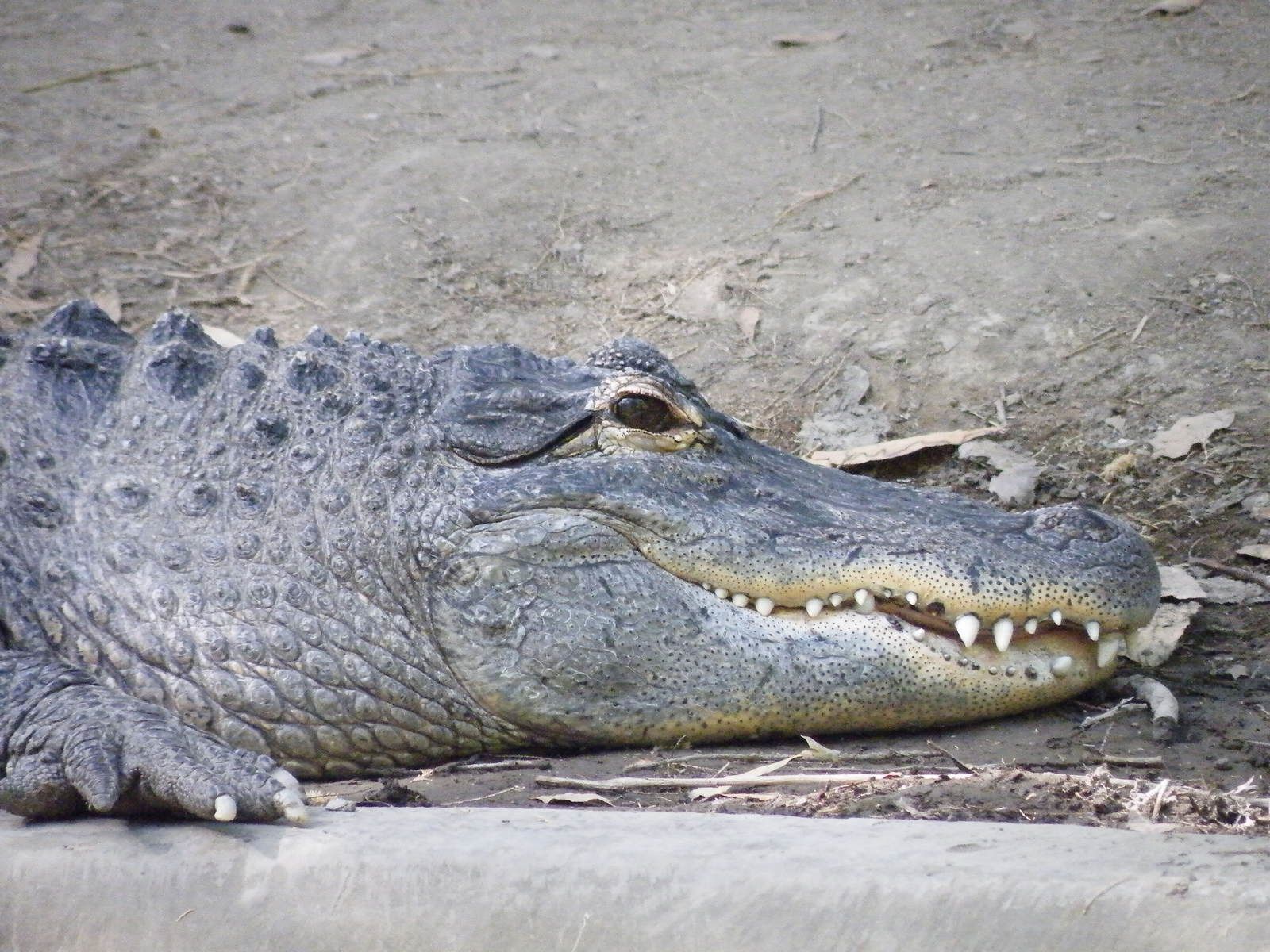 Le petit crocodile. Livre documentaire dès 4 ans. Mango jeunesse