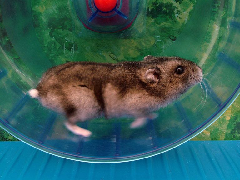 Hamster dans sa roue. (Photo de Wikipedia)