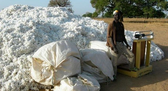 Monsanto : les semences du coton OGM appauvrissent le Burkina Faso (CADTM)