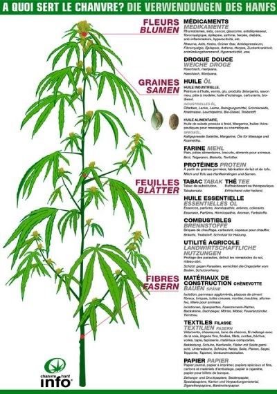 Chanvre Santé