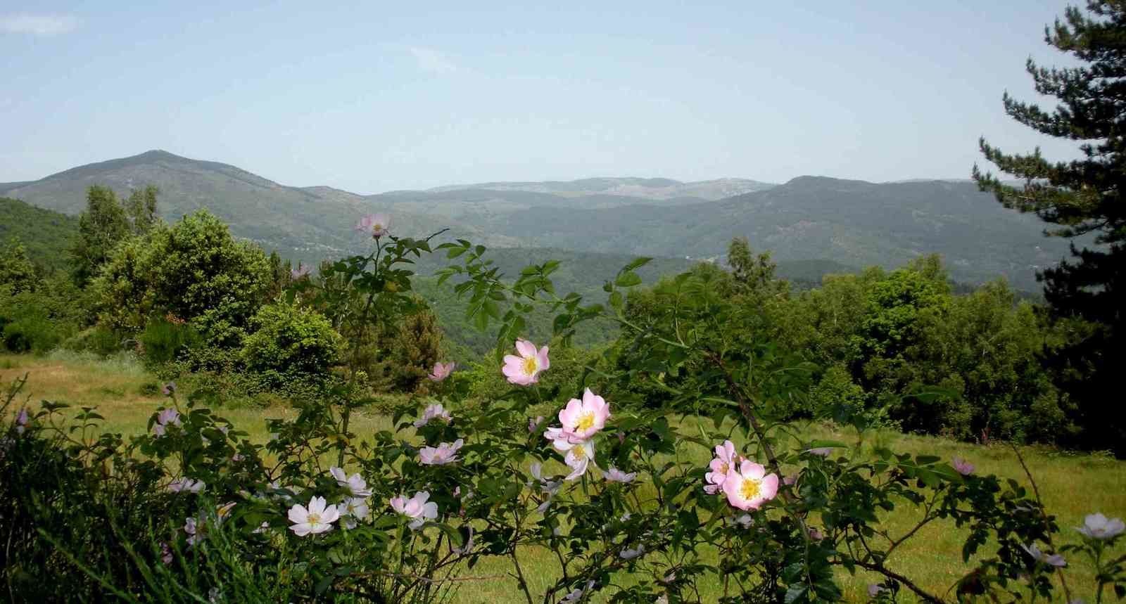 Églantines en premier plan d'un paysage sans cesse renouvelé