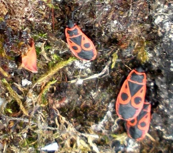 Différents aspects du théâtre romain dont ses hôtes habituels, de petites punaises noir et jaune