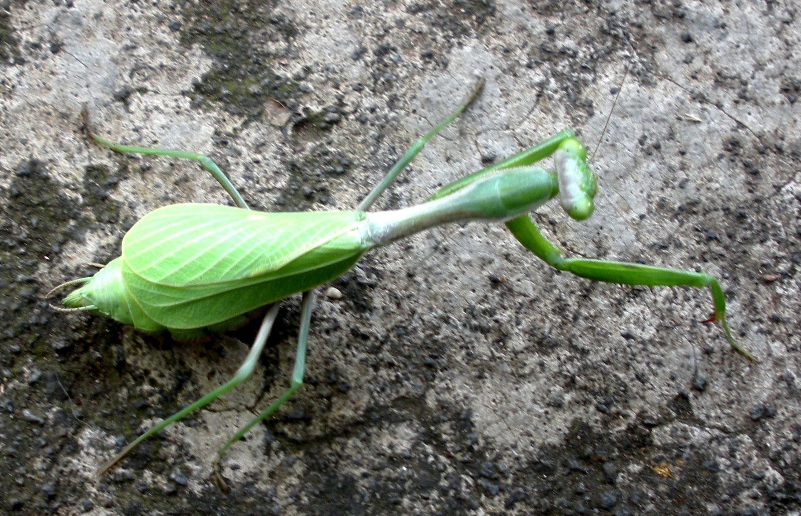 Cette belle mante au ventre sans doute gonflé d' oeufs mesurait de 5 à 6 cm de la tête aux gros yeux jusqu'au bout de l'abdomen