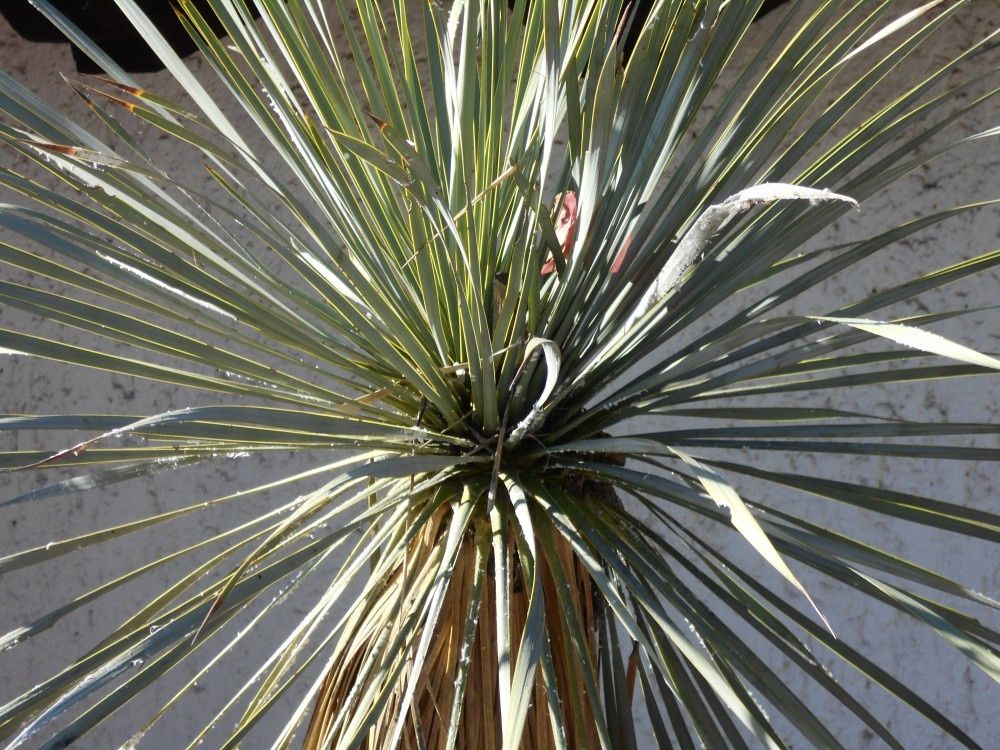 Parfois succulentes mais pas forcément délicieuses : les plantes d'un rude bouquet pour la fin de l'année