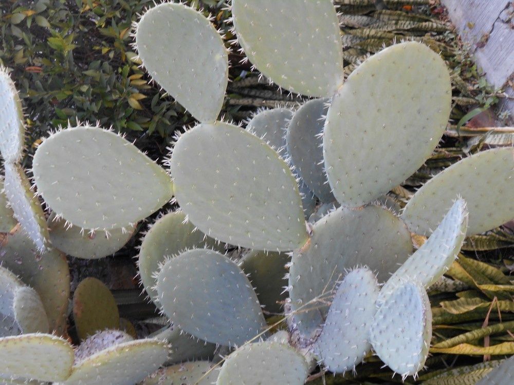 Parfois succulentes mais pas forcément délicieuses : les plantes d'un rude bouquet pour la fin de l'année