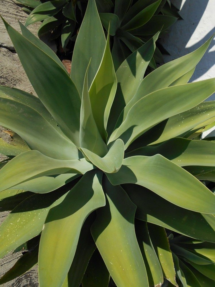 Parfois succulentes mais pas forcément délicieuses : les plantes d'un rude bouquet pour la fin de l'année