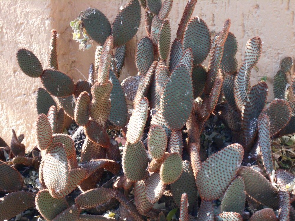 Parfois succulentes mais pas forcément délicieuses : les plantes d'un rude bouquet pour la fin de l'année