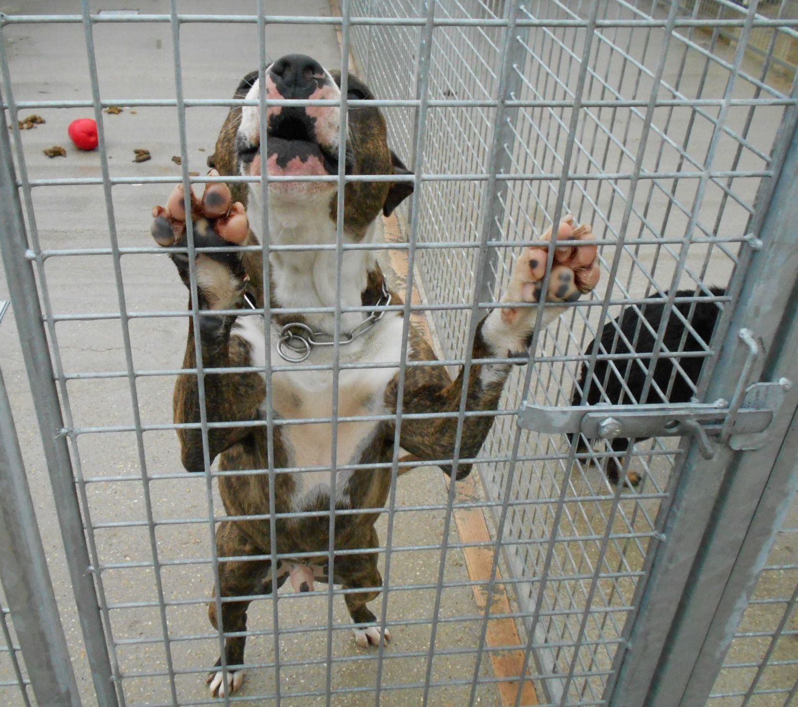 CETTE SORTIE A DISTRAIT LES CHIENS DE LEUR HABITUEL UNIVERS D'ENCLOS GRILLAGES