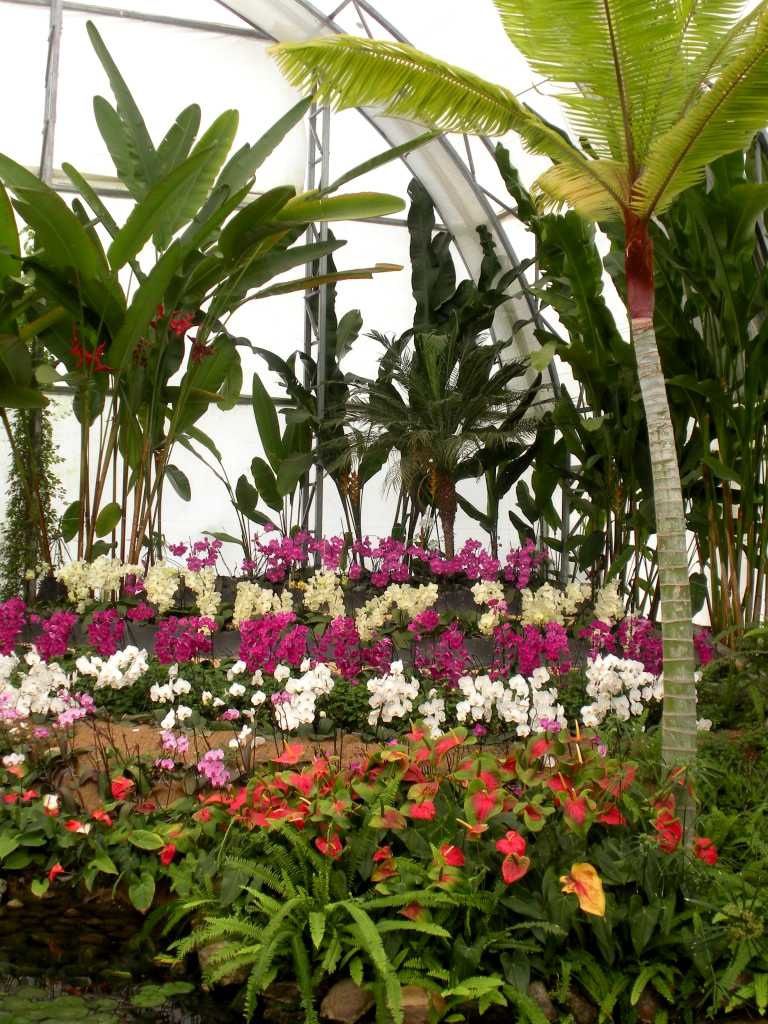 Au coeur des espaces tropicaux, l'orchideario des Jardines de México
