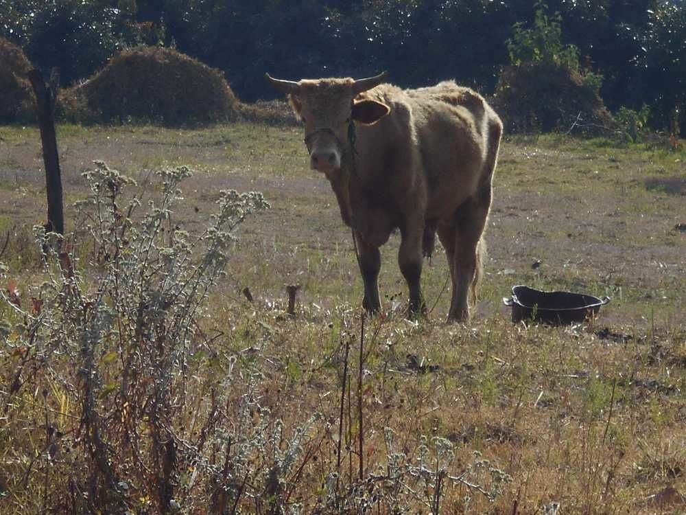 Dans la campagne de Ahuatenco, l'église sinistrée en grands travaux