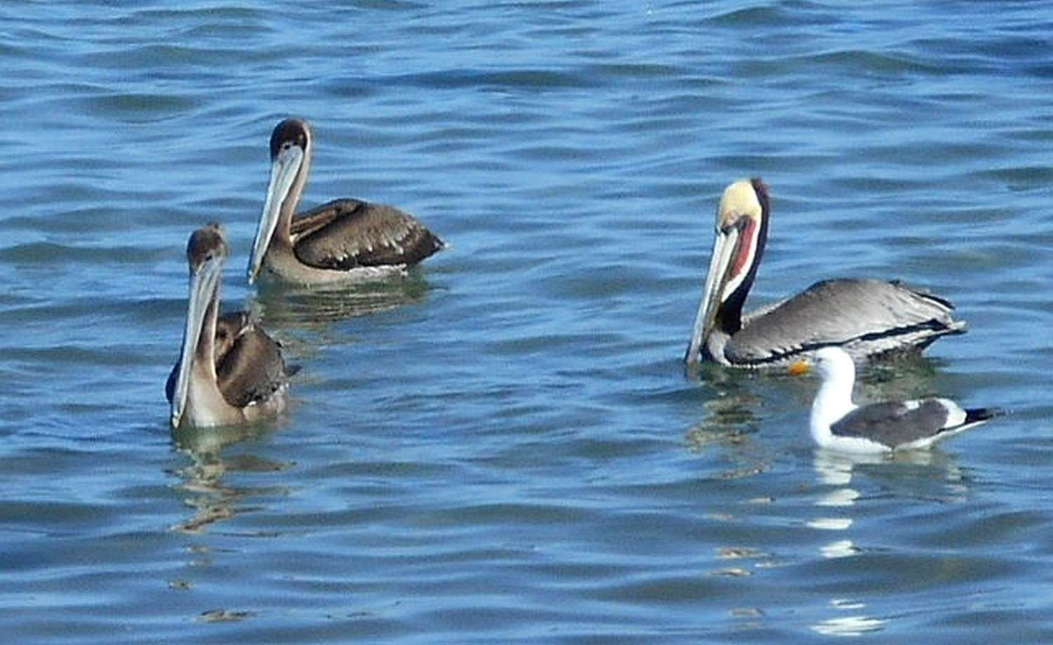 Les oiseaux de La Paz (2)