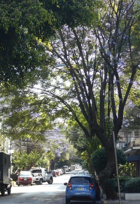 Mexico, et pour commencer, une balade sur ses prestigieuses avenues