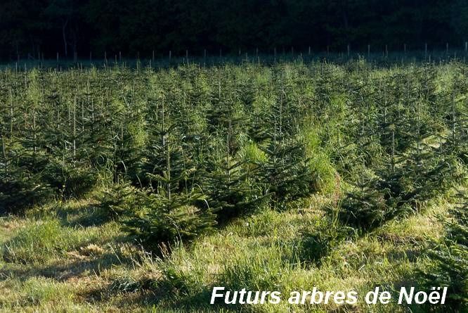 Il y a tant à découvrir au hameau de Fragny (commune d'Autun) 