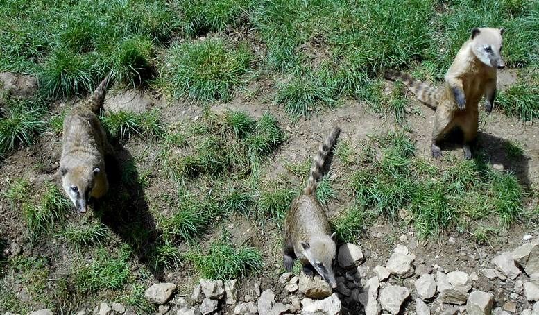 L'occasion de s'entraîner à la photo animalière au Parc de l'Auxois