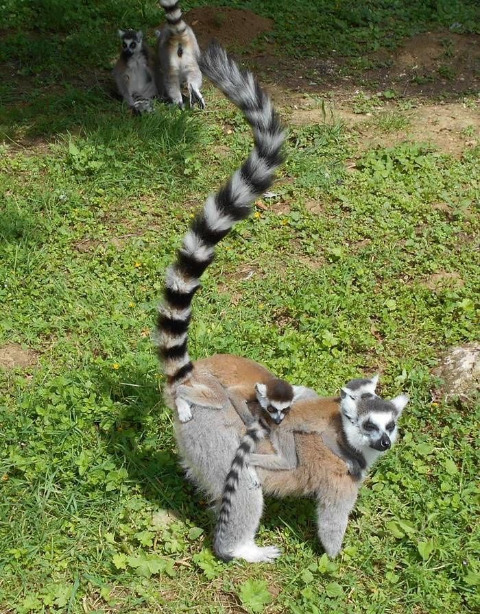 L'occasion de s'entraîner à la photo animalière au Parc de l'Auxois
