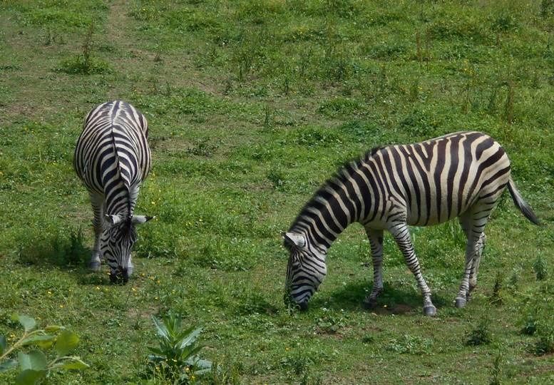 L'occasion de s'entraîner à la photo animalière au Parc de l'Auxois