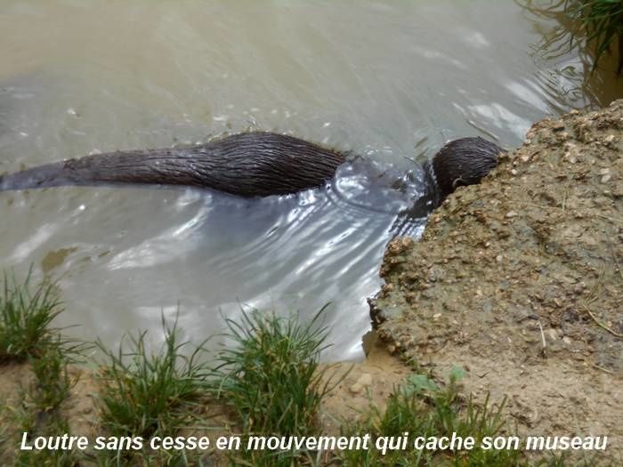 L'occasion de s'entraîner à la photo animalière au Parc de l'Auxois