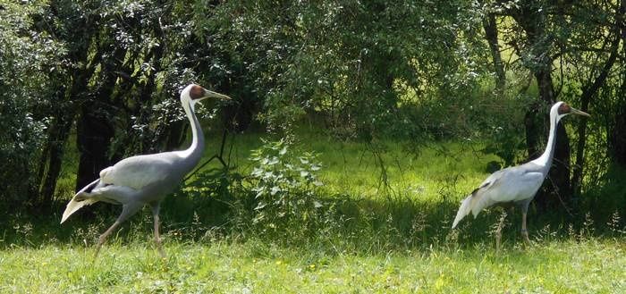 L'occasion de s'entraîner à la photo animalière au Parc de l'Auxois