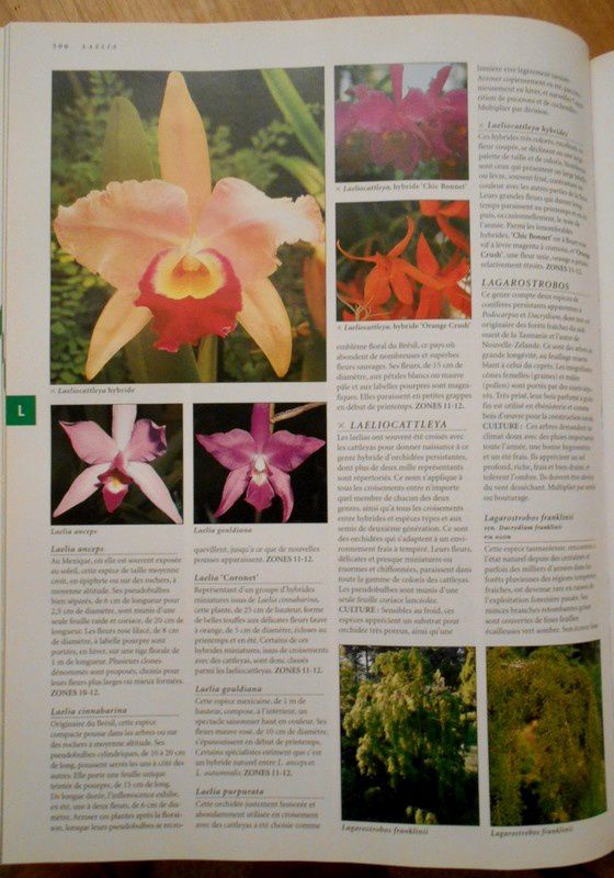 Pour les amoureux des plantes : le florilège de Basilius Besler (16e/17e siècles)