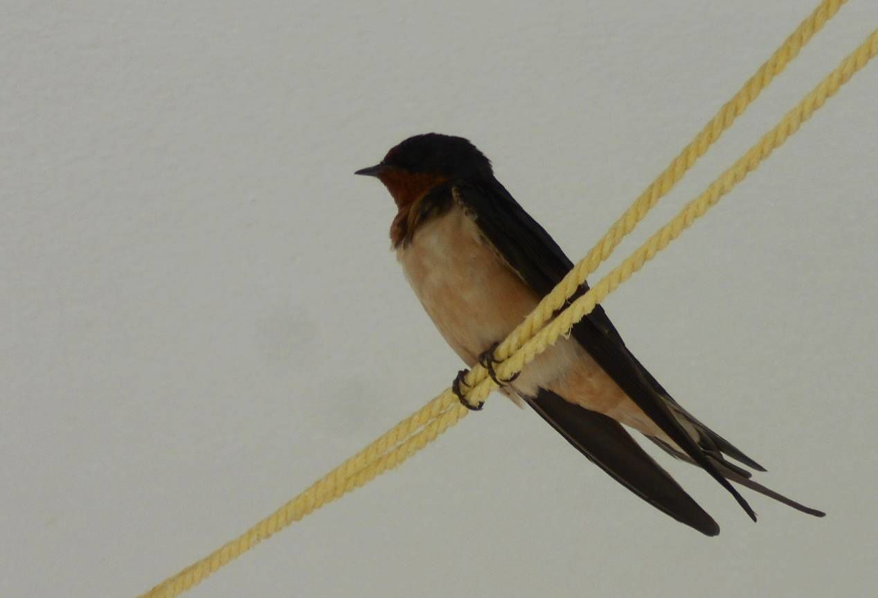 Une Hirondelle Familiere Qui A Sa Maniere Fait Le Printemps Mon Petit Journal Une Hirondelle Familiere Qui A Sa Maniere Fait Le Printemps Mon Petit Journal